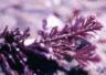 photo de coralline de Méditerranée, Corallina rubra